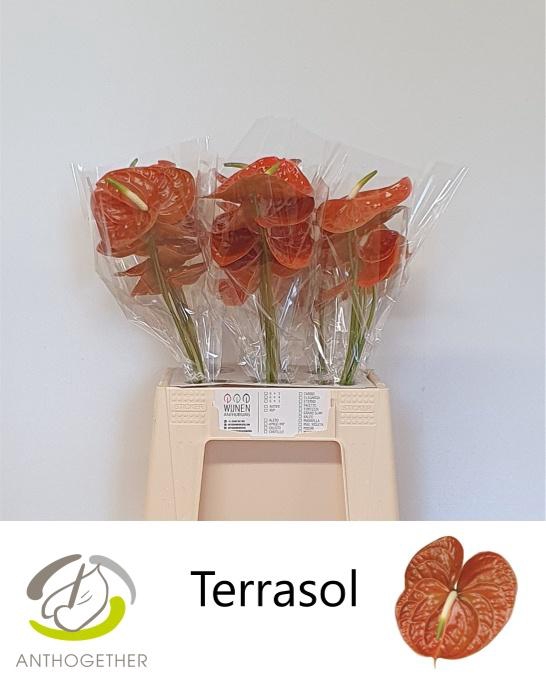 <h4>ANTH A TERRASOL</h4>