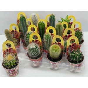 CACTUS GEM