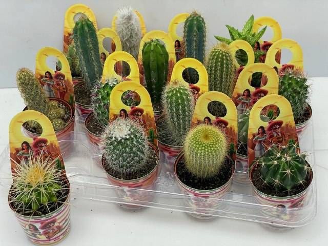 <h4>CACTUS GEM</h4>