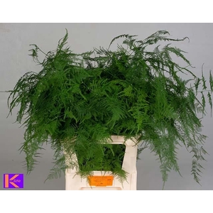 ASPARAGUS SETACEUS