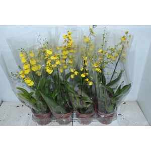 ONCIDIUM ALOHA P15