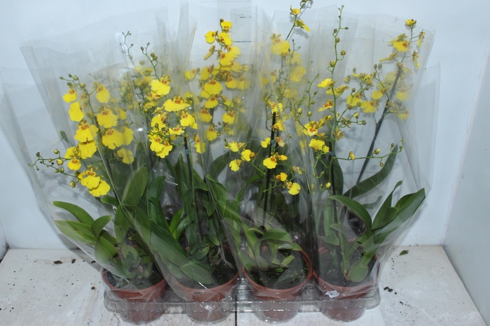 <h4>ONCIDIUM ALOHA P15</h4>
