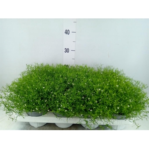 Gypsophila muralis 'Gypsy White'