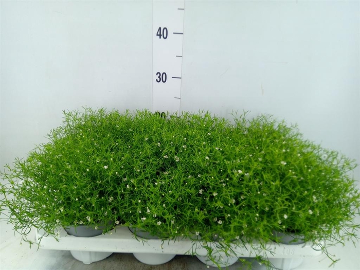<h4>Gypsophila muralis 'Gypsy White'</h4>