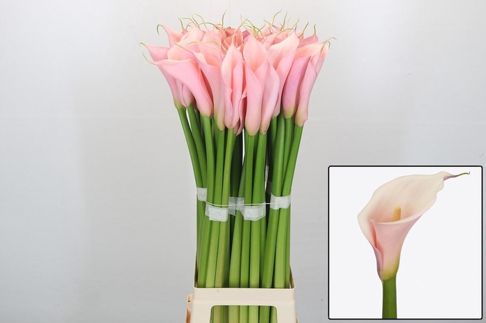 <h4>ZANT AE EYD PINK</h4>