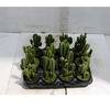 CACTUS ACANTHOCEREUS TETRAGONUS P09
