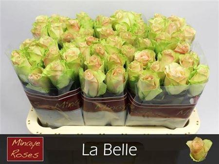 <h4>R Gr La Belle</h4>