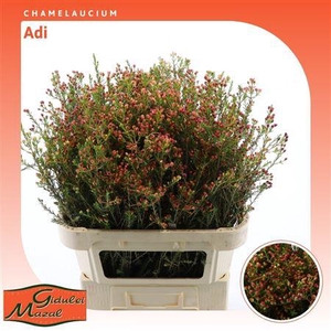 Chamelaucium Adi