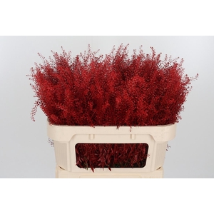 Lepidium Kl Bh Rood
