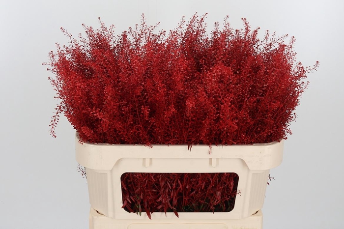 <h4>Lepidium Kl Bh Rood</h4>