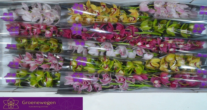 <h4>CYMB MI GEM</h4>