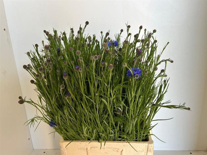 <h4>Centaurea Cyanus Blue</h4>