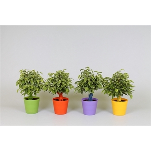 Ficus benjamina Kinky Ton-Sur-Ton