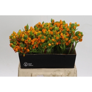 Ornithogalum Dubium Sunshine