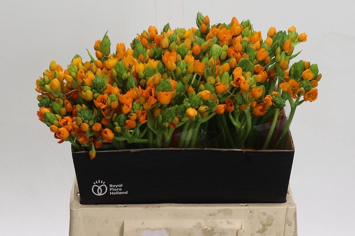 <h4>Ornithogalum Dubium Sunshine</h4>