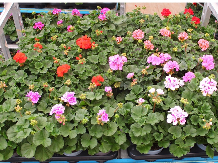 <h4>PEL ZON MIXK</h4>