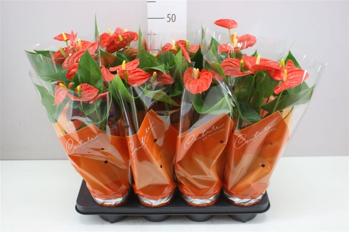 <h4>Anth An Sierra Orange A2</h4>