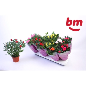 RO B MONDE GEM 7 SRT