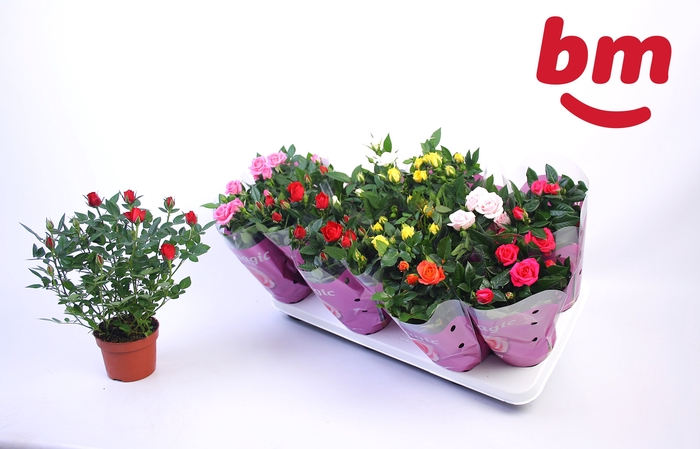 <h4>RO B MONDE GEM 7 SRT</h4>
