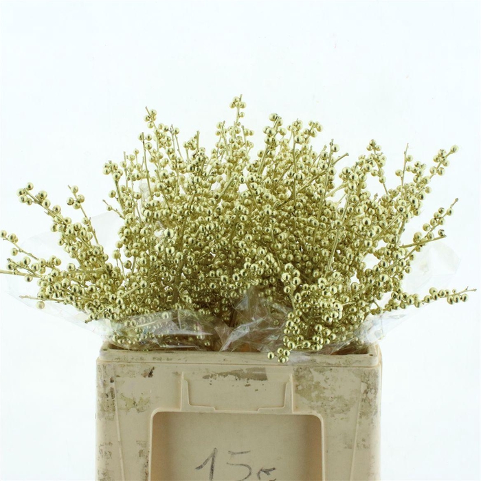 <h4>Ilex Klb Goud</h4>