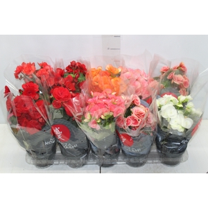 BEGONIA P11