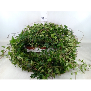 Hedera helix 'Shamrock'