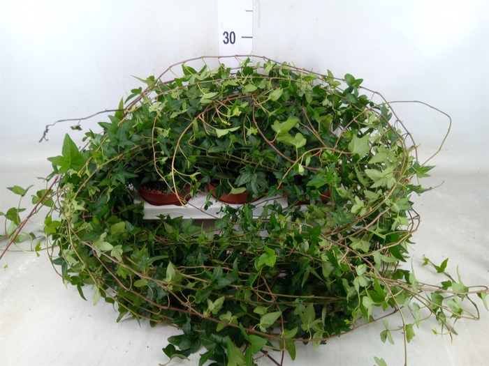 <h4>Hedera helix 'Shamrock'</h4>