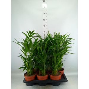 Dypsis lutescens   ...Chrysalidoca