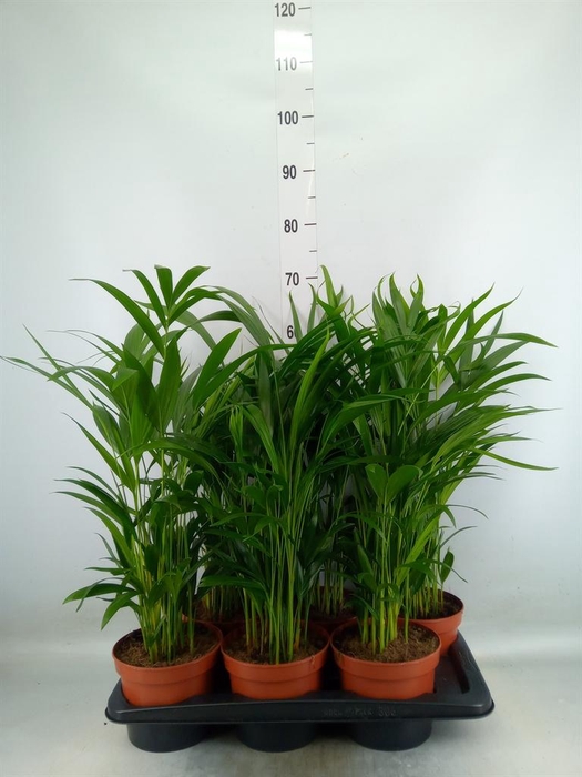 <h4>Dypsis lutescens   ...Chrysalidoca</h4>