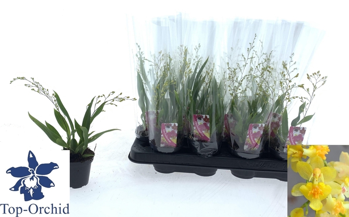 <h4>Oncidium Ov</h4>