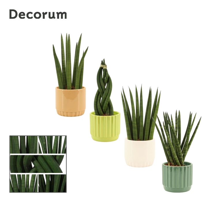 <h4>Sansevieria Cylindrica 9 cm Mix in Liam (Natural bubble-collecti</h4>