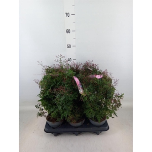 Jasminum polyanthum   ...rose