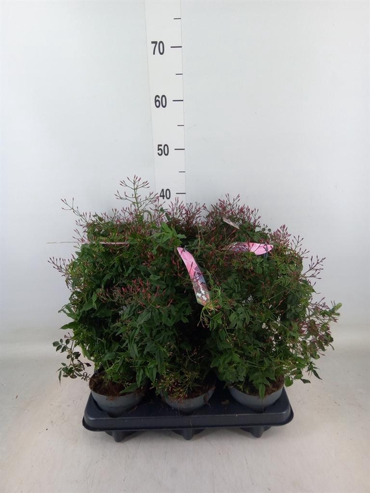 <h4>Jasminum polyanthum ...rose</h4>