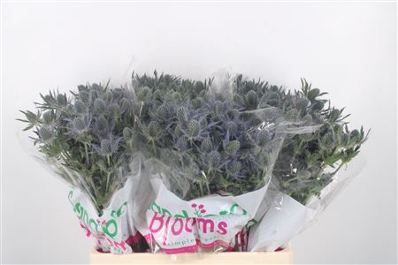 <h4>Eryngium Mag Blue Lagoon</h4>