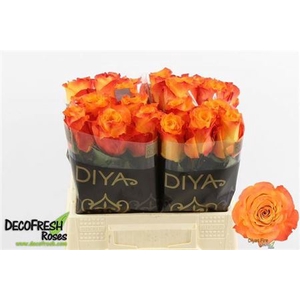 R GR DIYAS FIRE