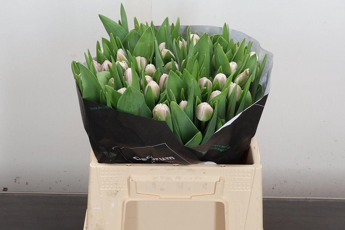 <h4>Tu Du Voque</h4>