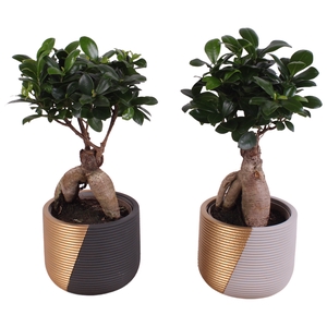 Ficus Mi Ginseng Keramiek