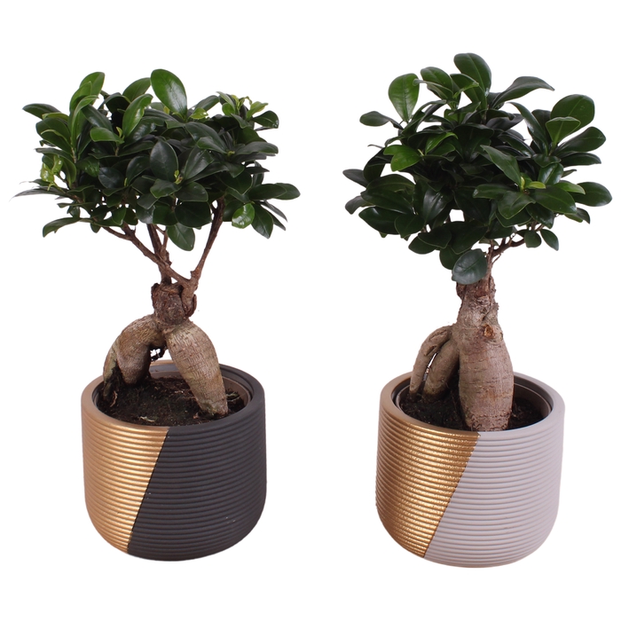 <h4>Ficus Mi Ginseng Keramiek</h4>