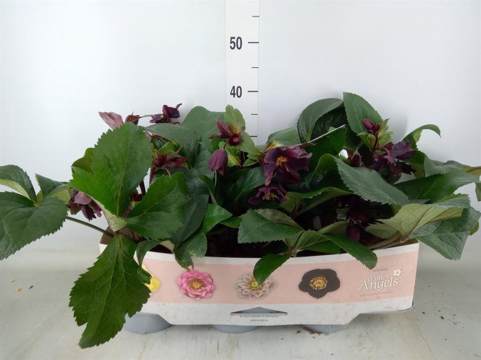<h4>Helleborus ...</h4>