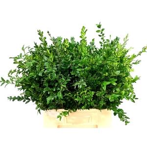BUXUS SEMP