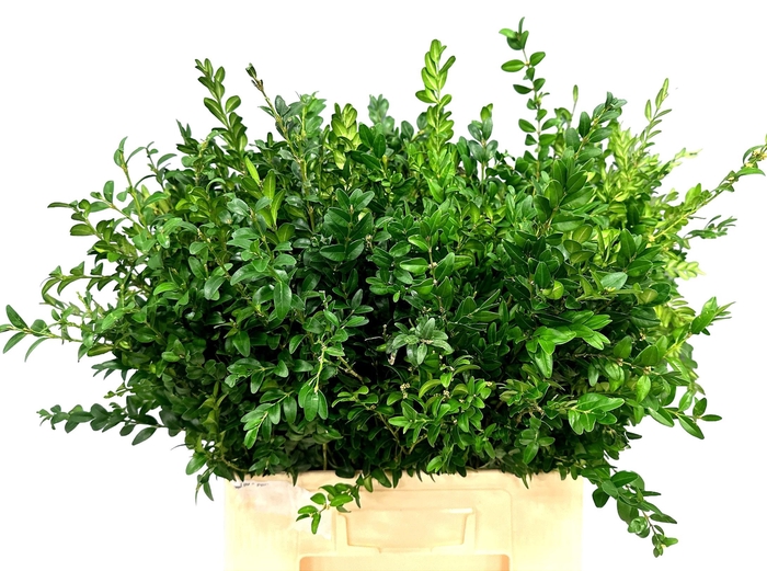 <h4>BUXUS SEMP</h4>