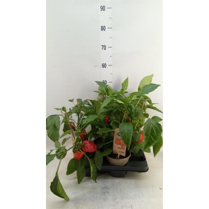 Capsicum annuum   ...paprika