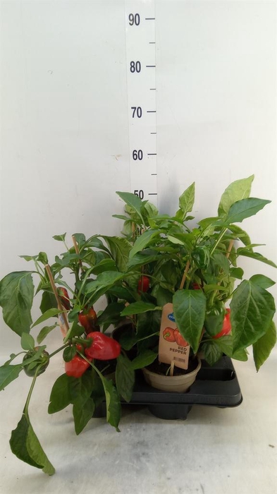 <h4>Capsicum annuum   ...paprika</h4>