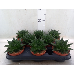 Aloe aristata 'Safari Ami'