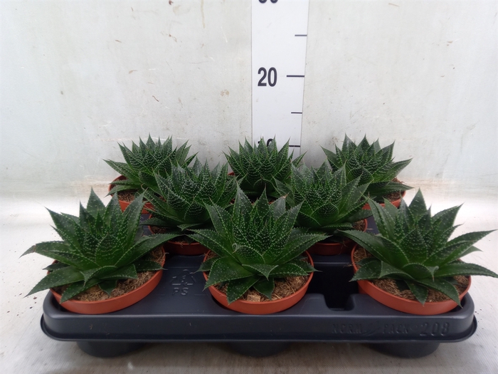 <h4>Aloe aristata 'Safari Ami'</h4>