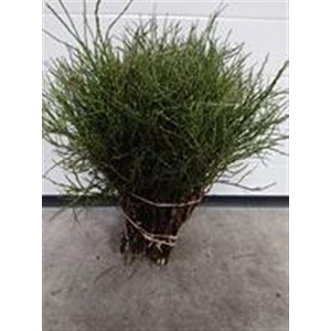 Vaccinium Huckleberry