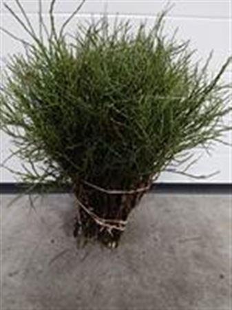 <h4>Vaccinium Huckleberry</h4>