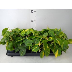 Philodendron scand. 'Brasil'