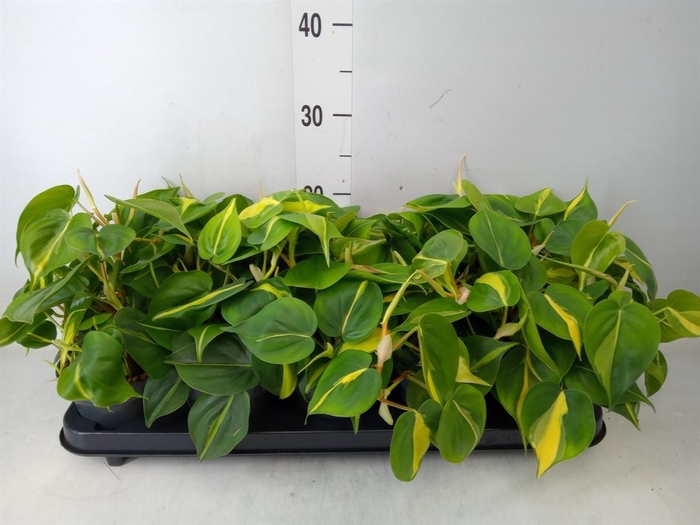<h4>Philodendron scand. 'Brasil'</h4>