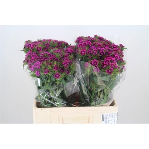 DI BARB AMAZON NEON PURPLE